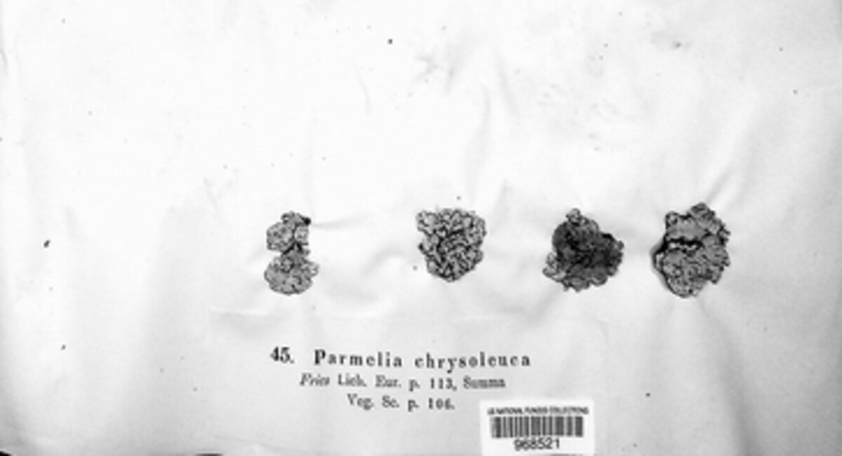 Omphalodina chrysoleuca image